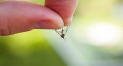 Czy grozi nam plaga śmiercionośnych komar&oacute;w?