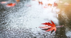 Jesienna plucha &ndash; jak naturalnie wzmocnić organizm?