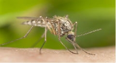 Plaga komar&oacute;w &ndash; groźniejsza niż myślisz?
